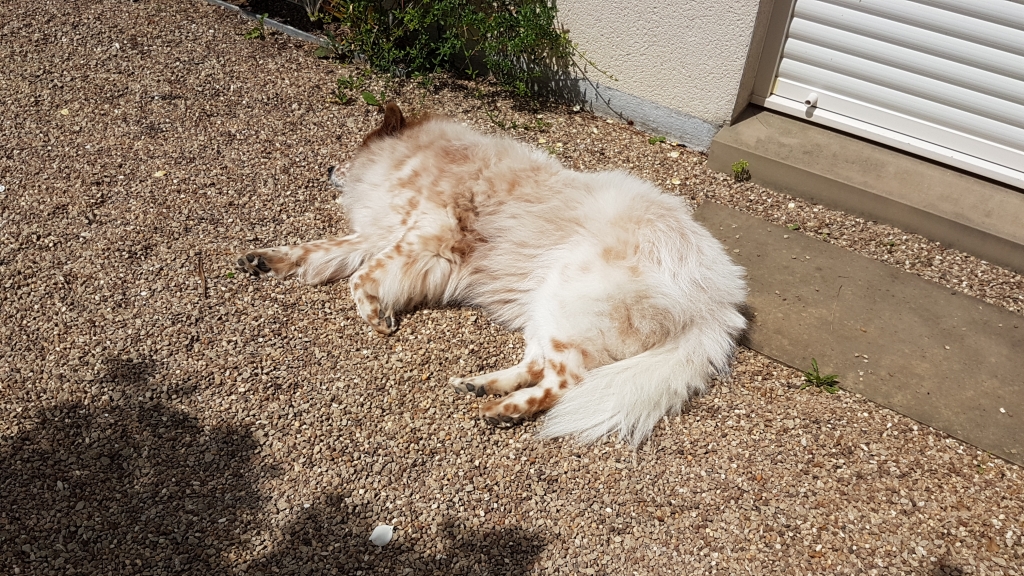 Elo Hund Toffee bruzelt in der Sonne