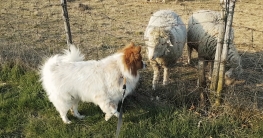 Hund sieht und riecht zum ersten Mal ein Schaf