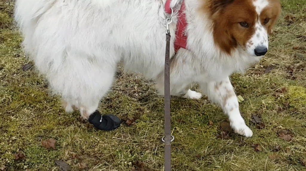Hund trägt Schuh nach Schnittwunde in der Pflote