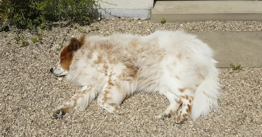 Hund nimmt intensives Sonnenbad