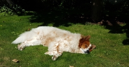 Elo Hund Toffee Blog Sonnenbaden