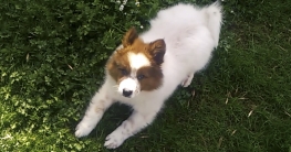 Elo Hund spielt im Gras