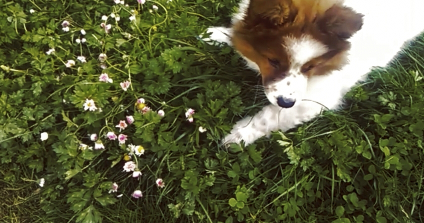 Elo Hund mag Gänseblümchen
