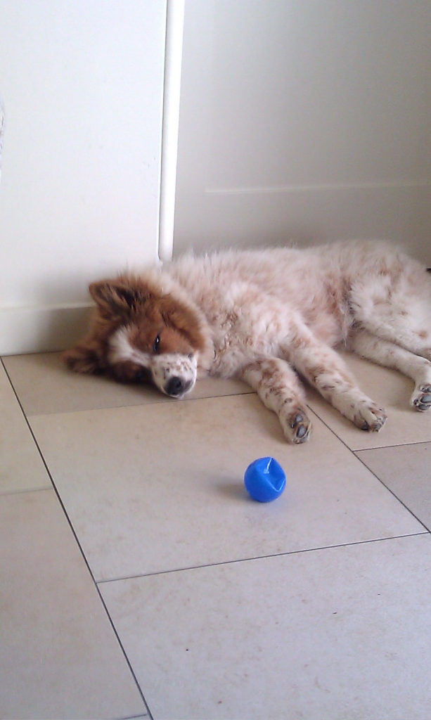 Elo Hund schläft vor Spielzeug ein