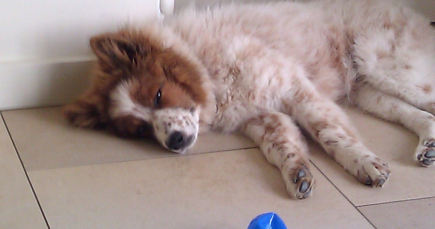 Elo Hund schläft vor Spielzeug ein