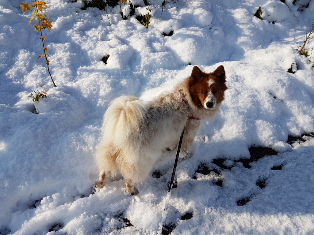 Elo Hund Toffee im Schnee