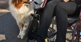 Elo Toffee als Besuchshund neben einer Rollstuhlfahrerin