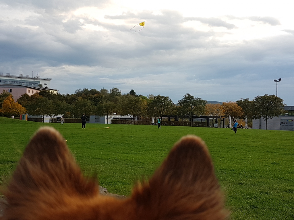Elo Hund beobachtet Drachen im Herbst