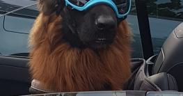 Easy Rider Hund im Caprio