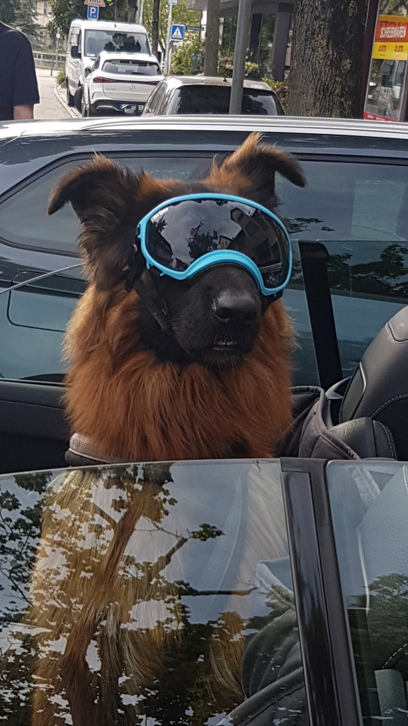 Easy Rider Hund im Caprio