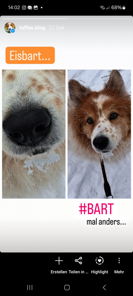 Elo Hund im Winter mit Bart