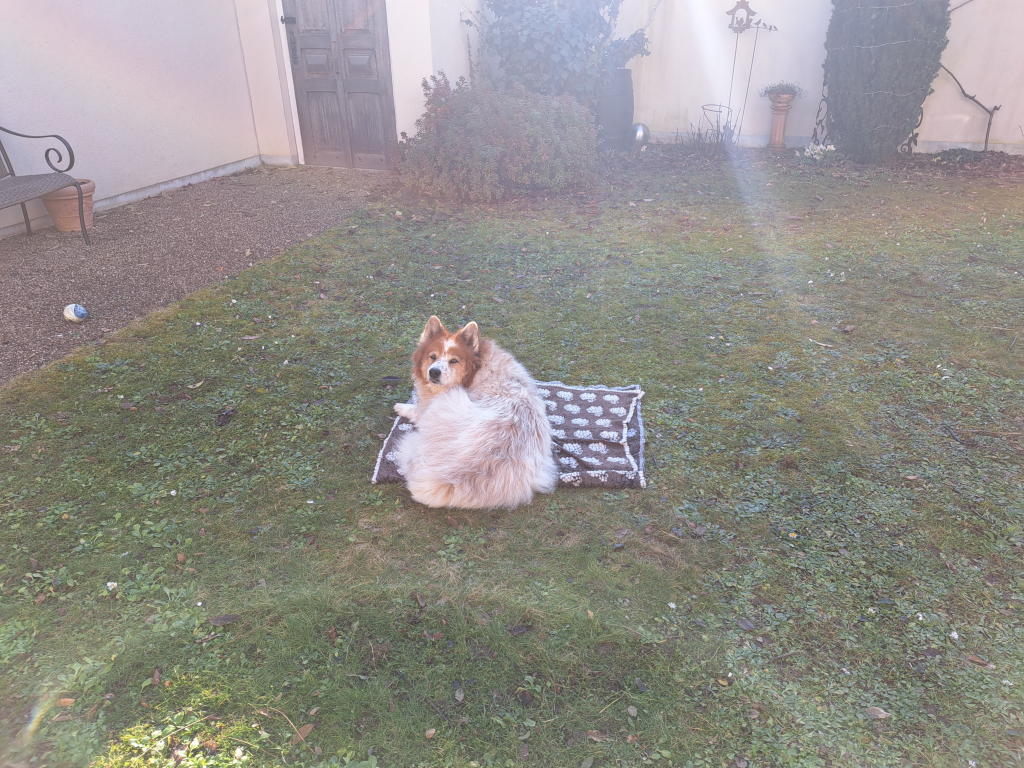 Die letzten Tage der Elo-Hündin Toffee ...