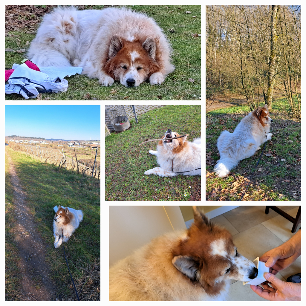 Gute Tage nach der Milz-Ex-OP bei der Elo-Hündin Toffee